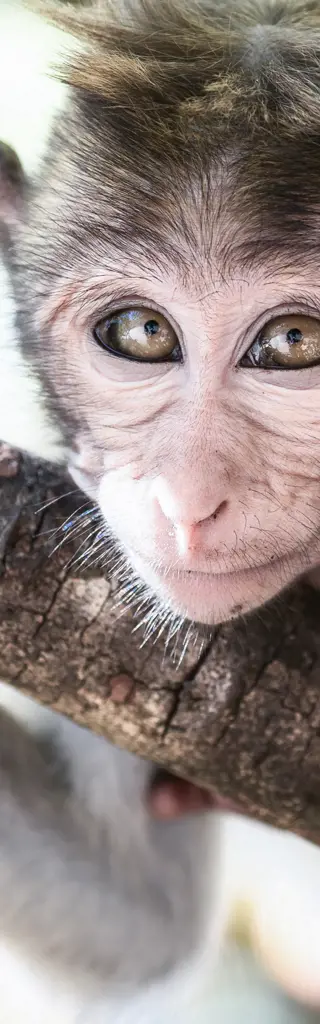 Authentisch & aktiv durch Sri Lanka